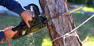 Lawn Pest Prevention in East Sonora, CA