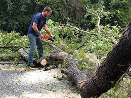 Best Fruit Tree Pruning  in East Sonora, CA