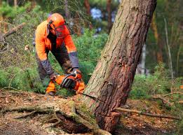 How Our Tree Care Process Works  in  East Sonora, CA