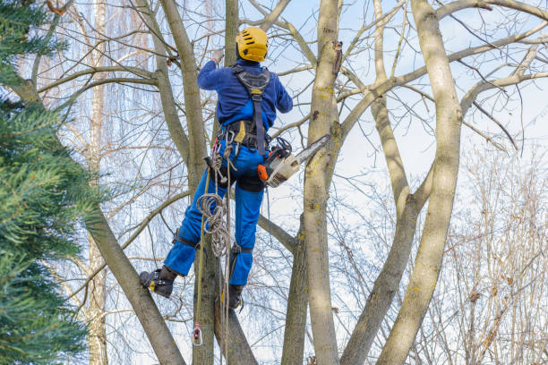 Best Seasonal Cleanup (Spring/Fall)  in East Sonora, CA