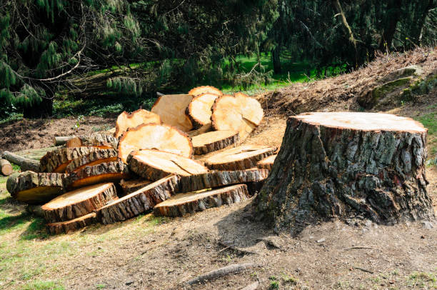 Reliable East Sonora, CA Tree Care Solutions